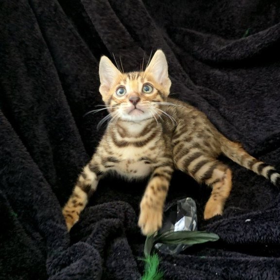 Bengal POLIN Theodore