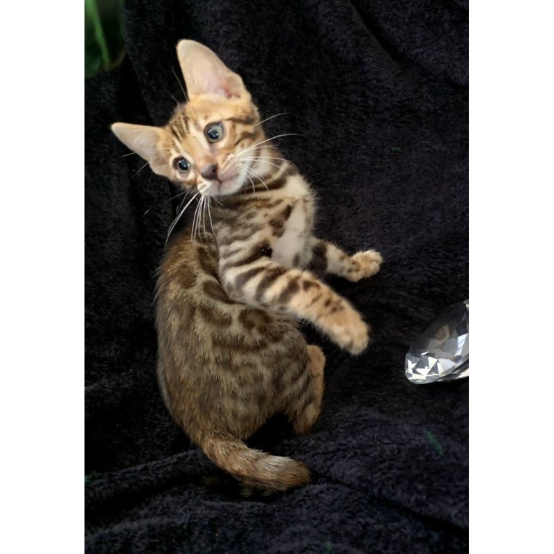 Bengal POLIN Theodore