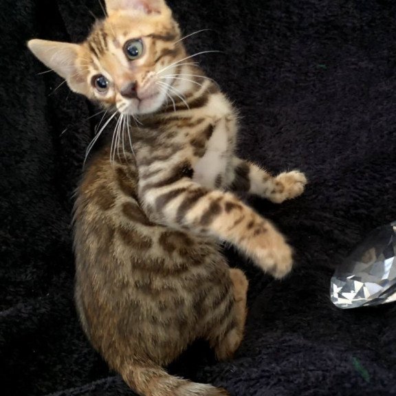 Bengal POLIN Theodore
