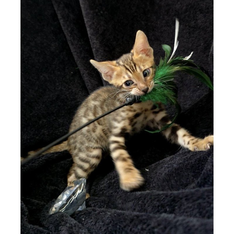Bengal POLIN Theodore