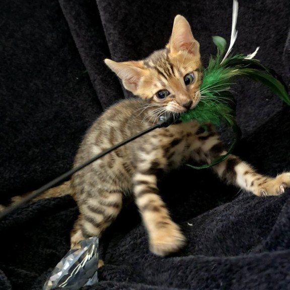 Bengal POLIN Theodore