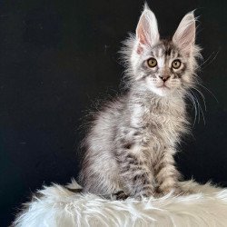 Maine Coon EZ Lans