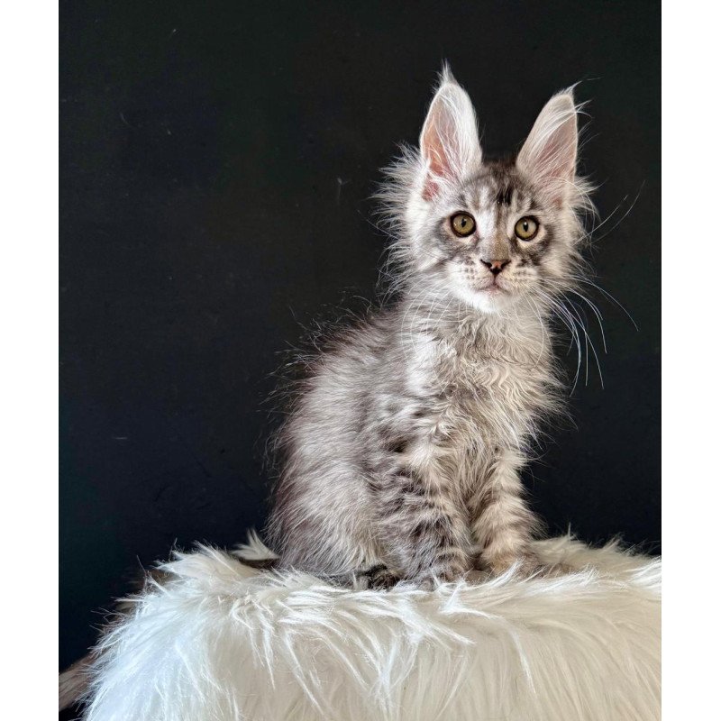 Maine Coon EZ Lans