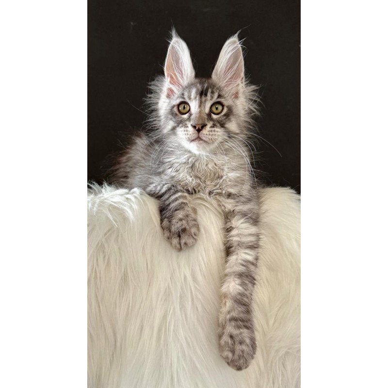 Maine Coon EZ Lans