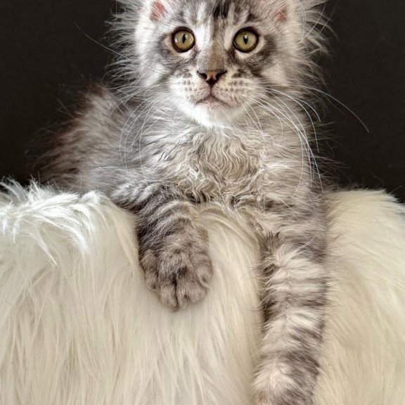 Maine Coon EZ Lans