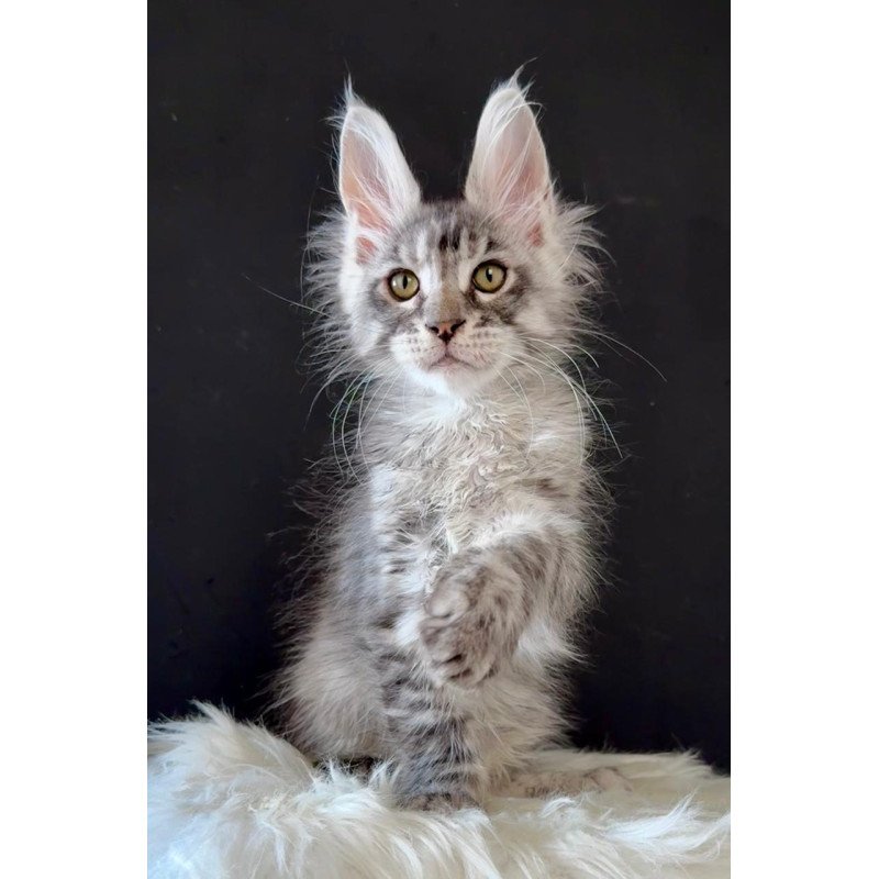 Maine Coon EZ Lans