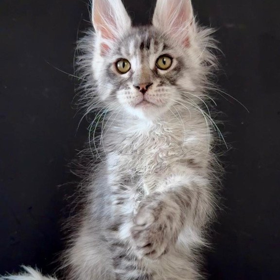 Maine Coon EZ Lans