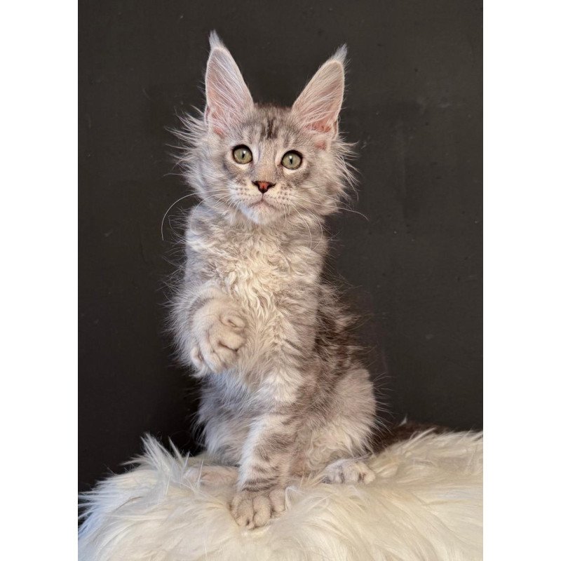 Maine Coon EZ Lavr