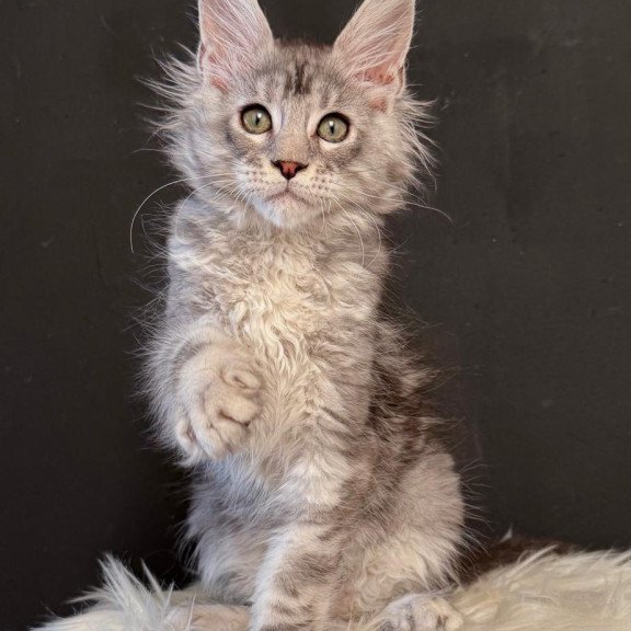 Maine Coon EZ Lavr