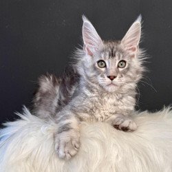 Maine Coon EZ Lavr