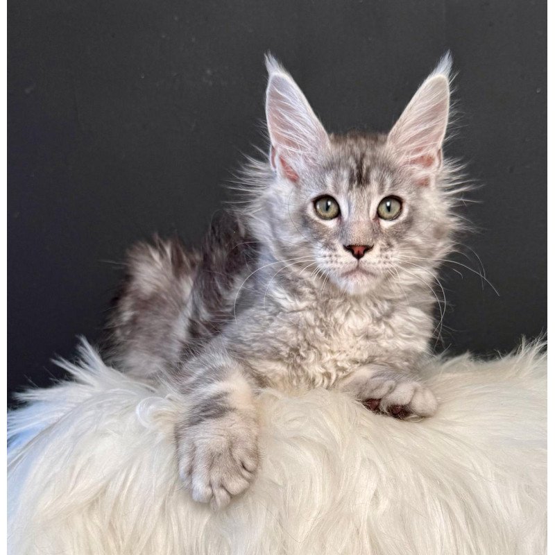 Maine Coon EZ Lavr
