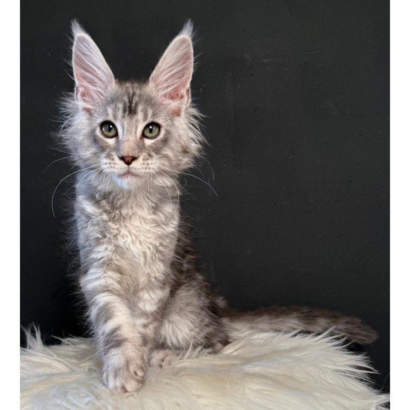 Maine Coon EZ Lavr