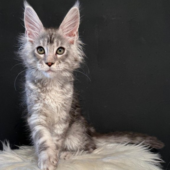 Maine Coon EZ Lavr