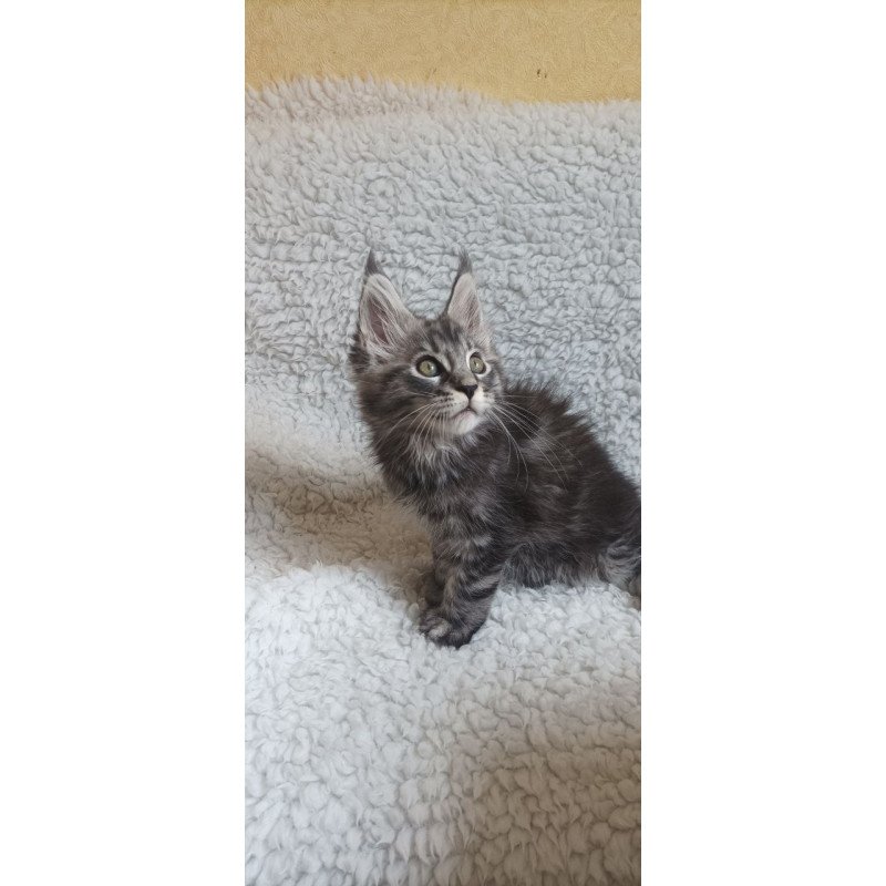Maine Coon EZ Quigley