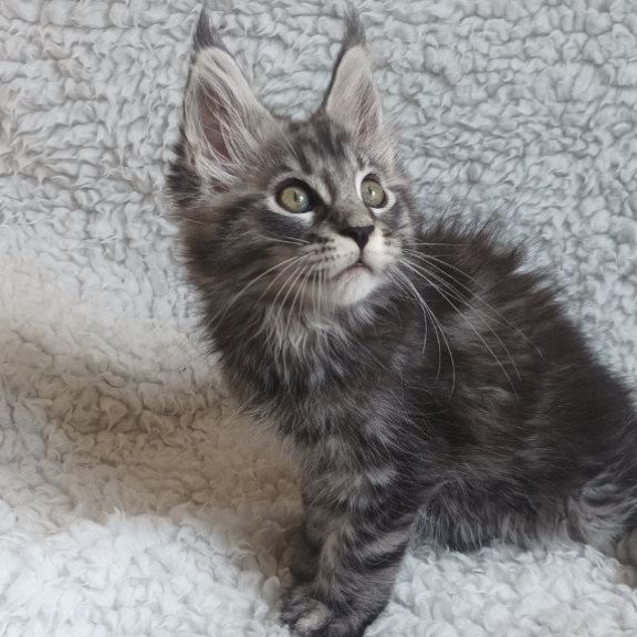 Maine Coon EZ Quigley