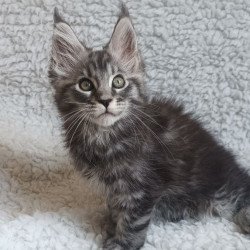 Maine Coon EZ Quigley