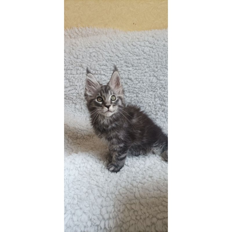 Maine Coon EZ Quigley