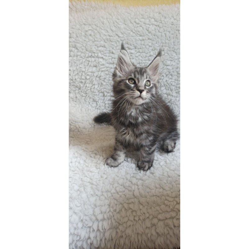 Maine Coon EZ Quigley