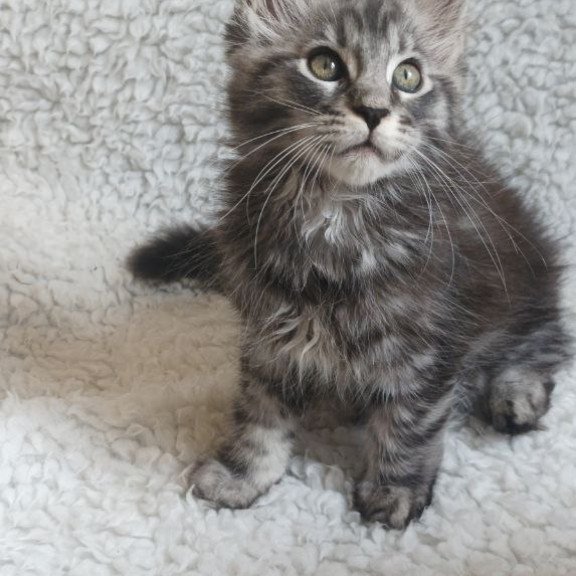 Maine Coon EZ Quigley