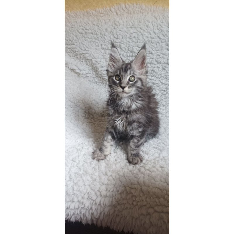 Maine Coon EZ Quigley