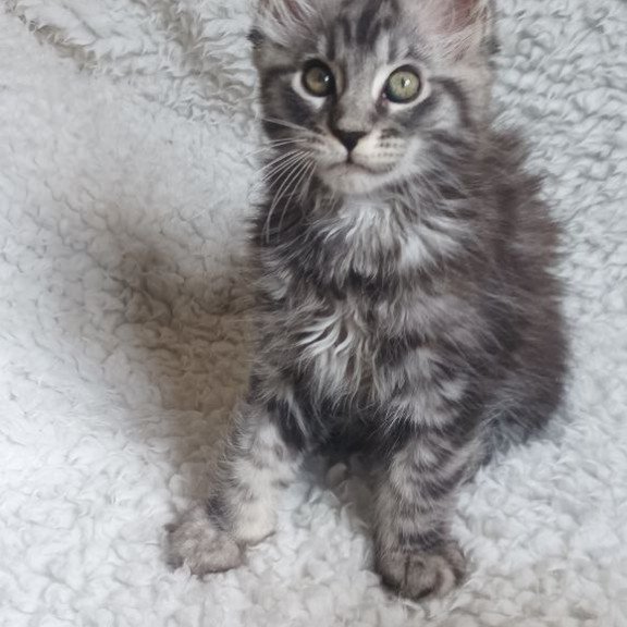 Maine Coon EZ Quigley