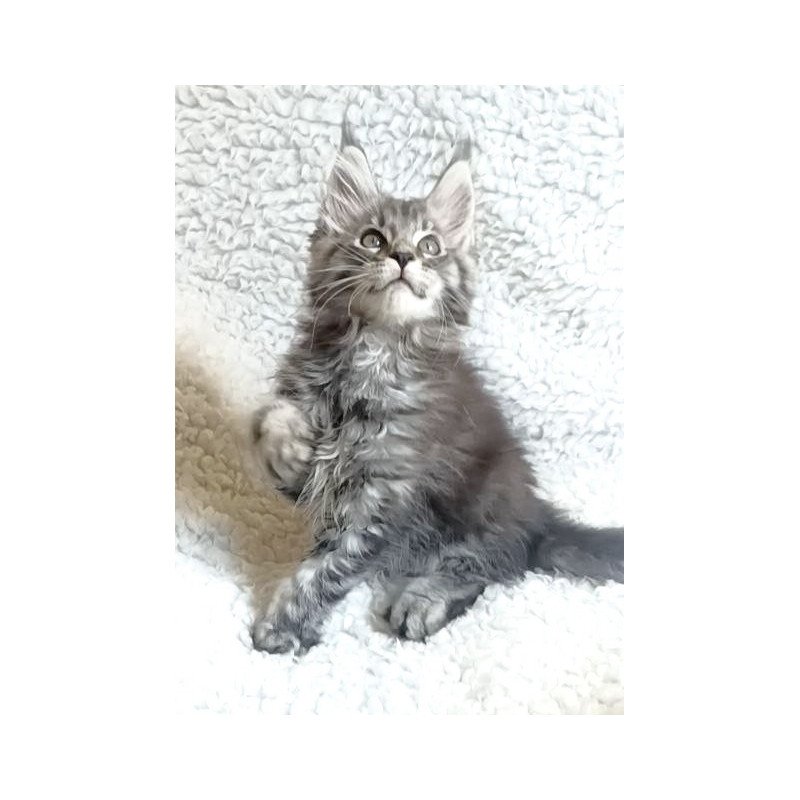 Maine Coon EZ Quira