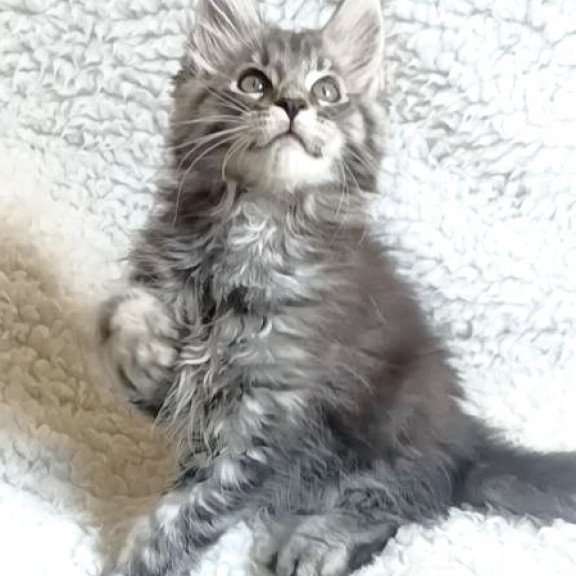 Maine Coon EZ Quira