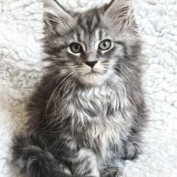 Maine Coon EZ Quira