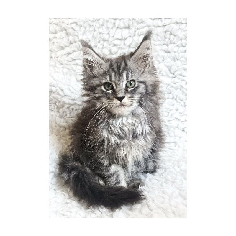 Maine Coon EZ Quira