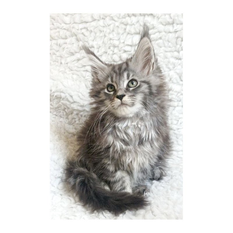 Maine Coon EZ Quira