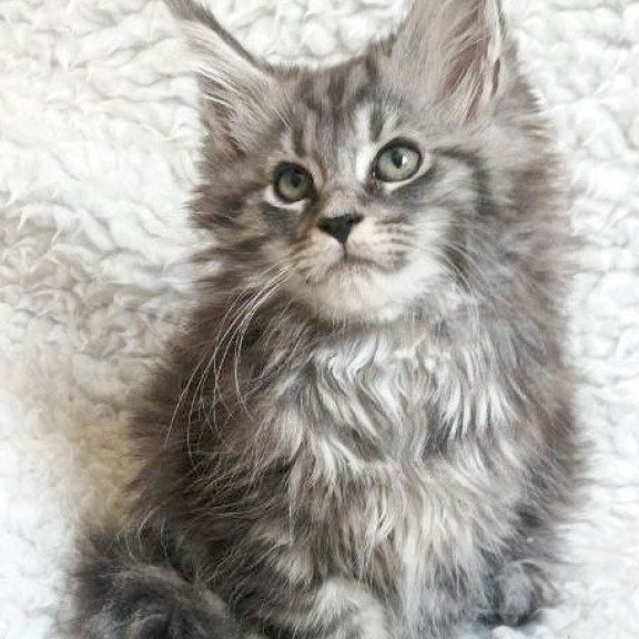 Maine Coon EZ Quira