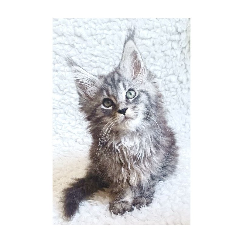 Maine Coon EZ Quira