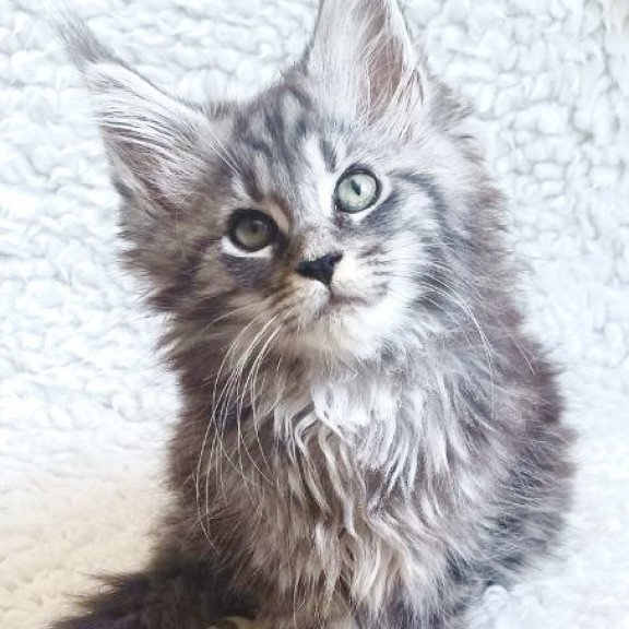 Maine Coon EZ Quira