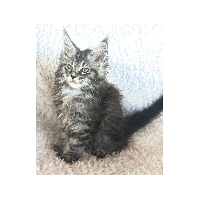 Maine Coon EZ Quira