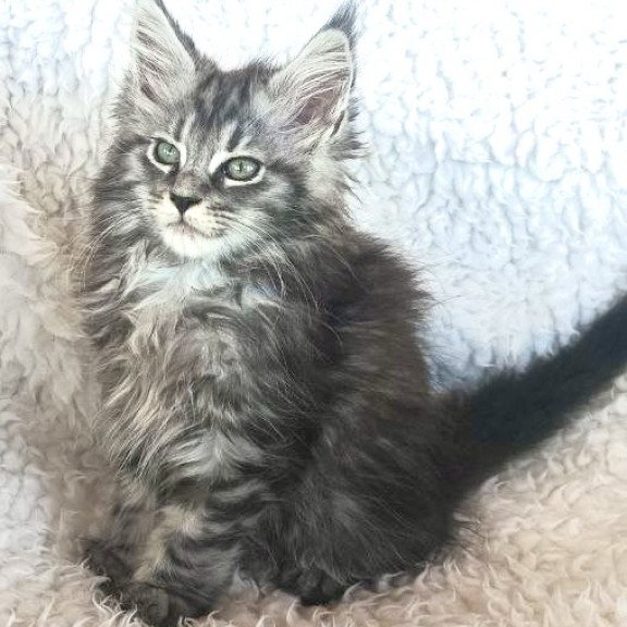 Maine Coon EZ Quira