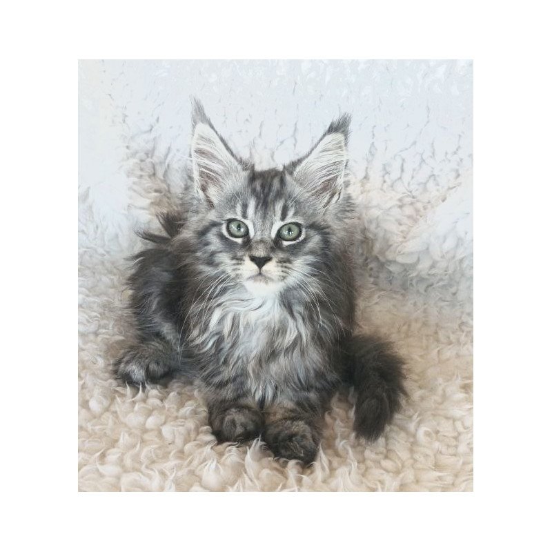 Maine Coon EZ Quira