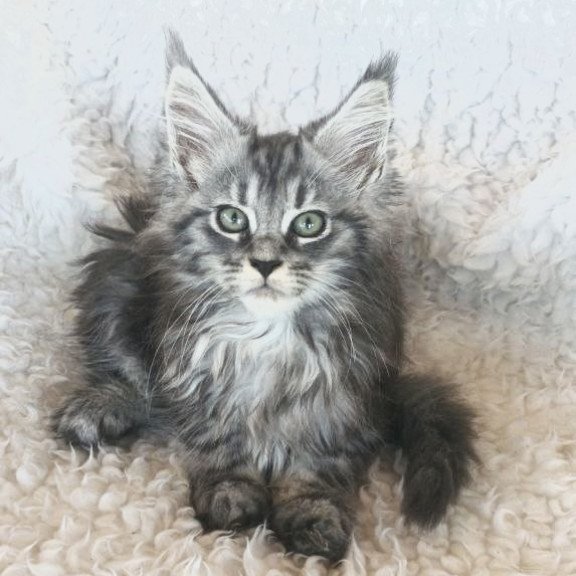 Maine Coon EZ Quira