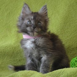 Maine Coon EZ Kiwi