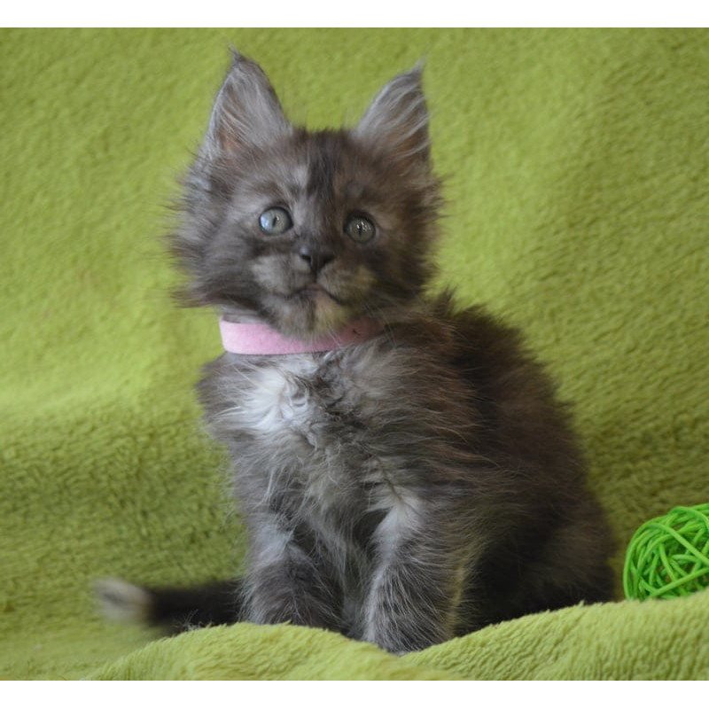 Maine Coon EZ Kiwi
