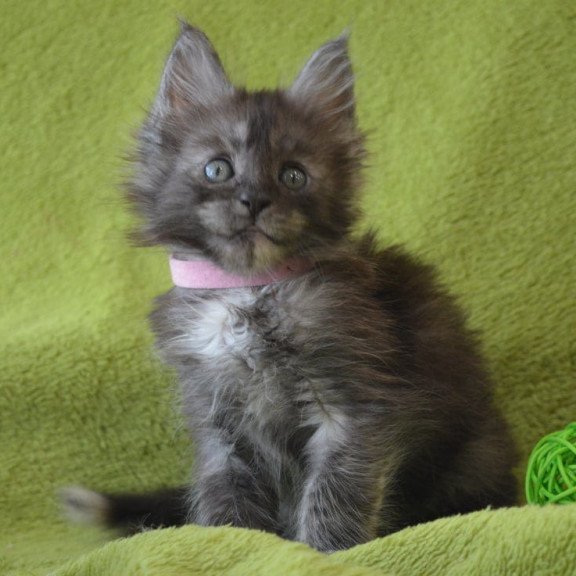 Maine Coon EZ Kiwi
