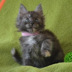 Maine Coon EZ Kiwi