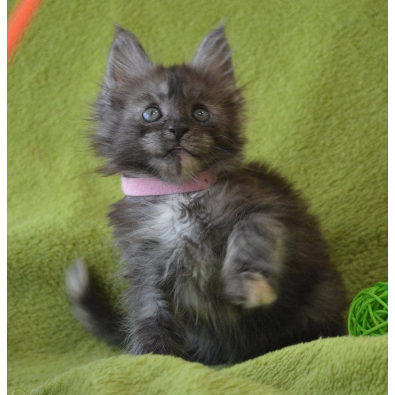 Maine Coon EZ Kiwi