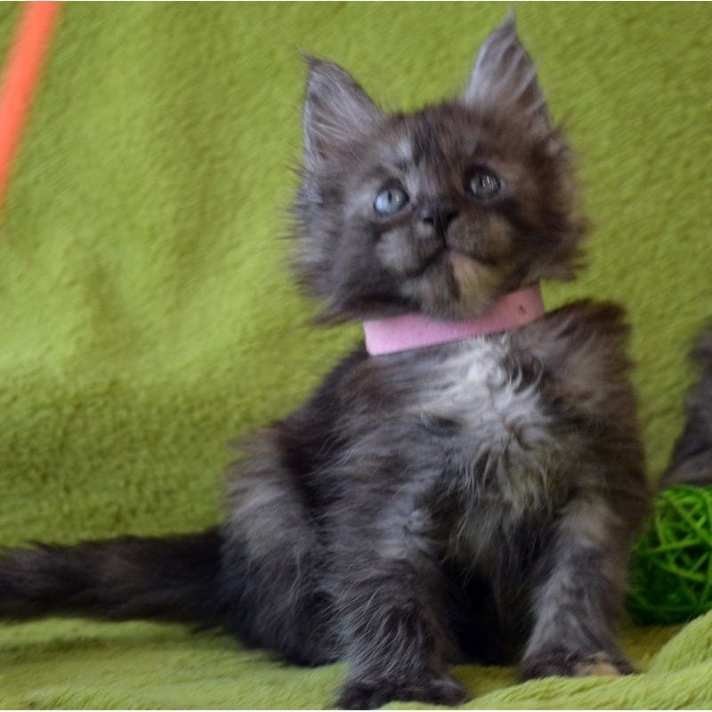 Maine Coon EZ Kiwi