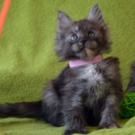 Maine Coon EZ Kiwi