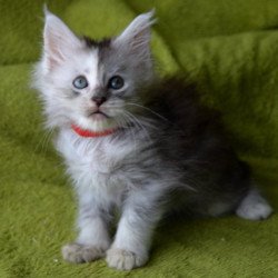 Maine Coon EZ Kama