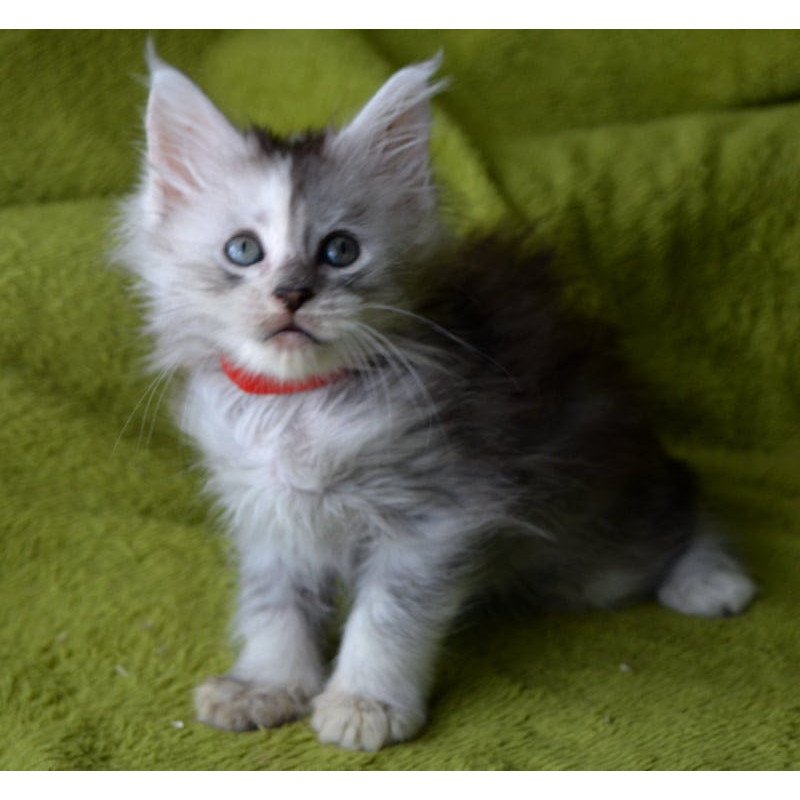 Maine Coon EZ Kama