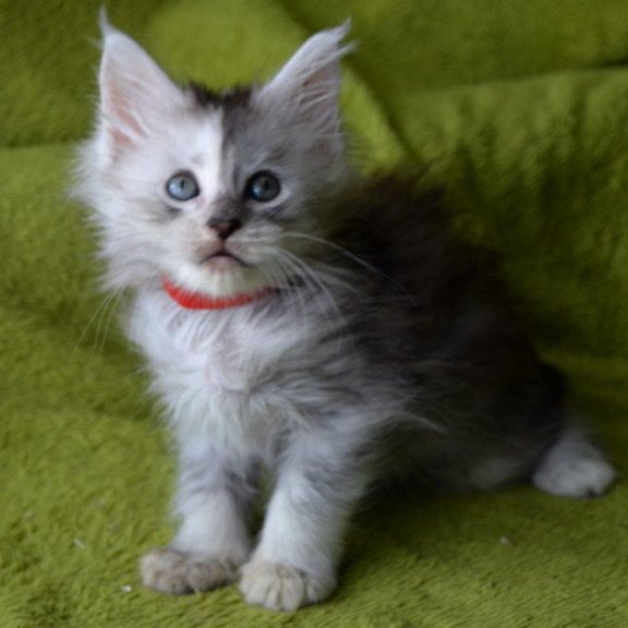 Maine Coon EZ Kama