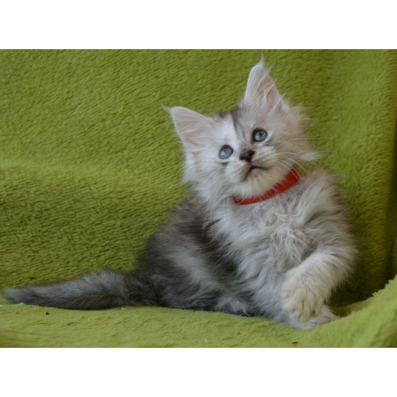 Maine Coon EZ Kama