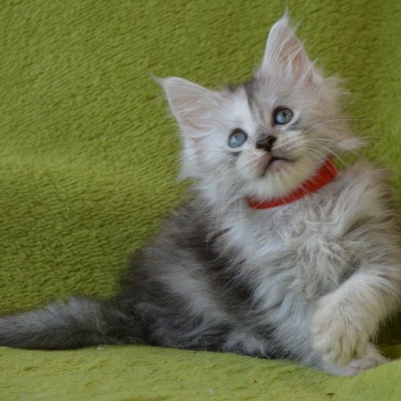 Maine Coon EZ Kama