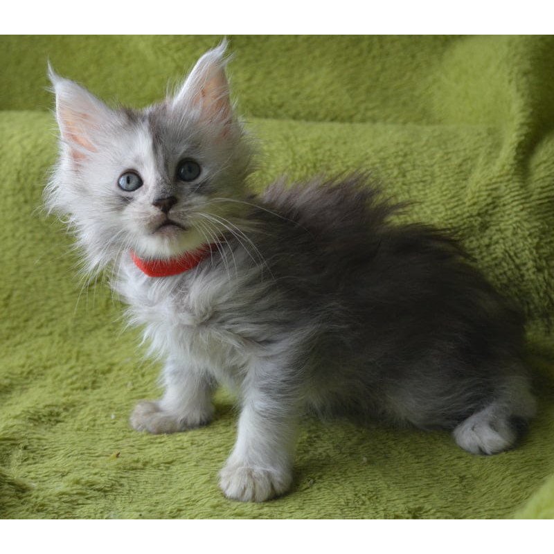 Maine Coon EZ Kama